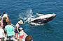 Hervey Bay Half Day Whale Watch, Afternoon